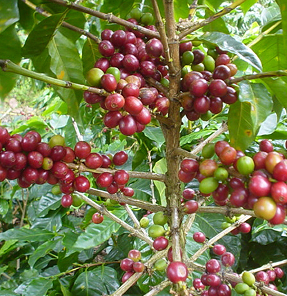 サステナビリティ